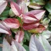 Leucothoe Fontanesiana Zebonard - Leucothoe Walteri Zebonard -Jardin De Fleurs Magasin Leucothoe Lovita Zebonard 88602 1