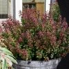 Leucothoe Axillaris Twisting Red -Jardin De Fleurs Magasin Leucothoe Twisting Red 81428 1