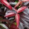 Leucothoe Fontanesiana Crimson Globe -Jardin De Fleurs Magasin Leucothoe fontanesiana Crimson Globe V 18258 1
