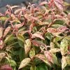 Leucothoe Fontanesiana Makijaz -Jardin De Fleurs Magasin Leucothoe fontanesiana Makijaz 79035 1