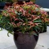 Leucothoe Keiskei Burning Love -Jardin De Fleurs Magasin Leucothoe keiskei Burning Love 84127 3 1