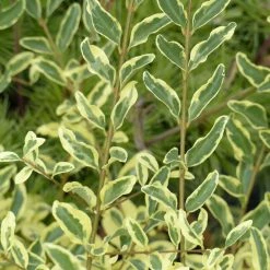 Ligustrum Ibota Musli - TroÃ¨ne