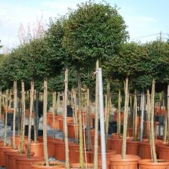 Ligustrum Jonandrum (ionandrum) - TroÃ¨ne Du Yunnan