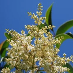 TroÃ¨ne De Chine - Ligustrum Lucidum