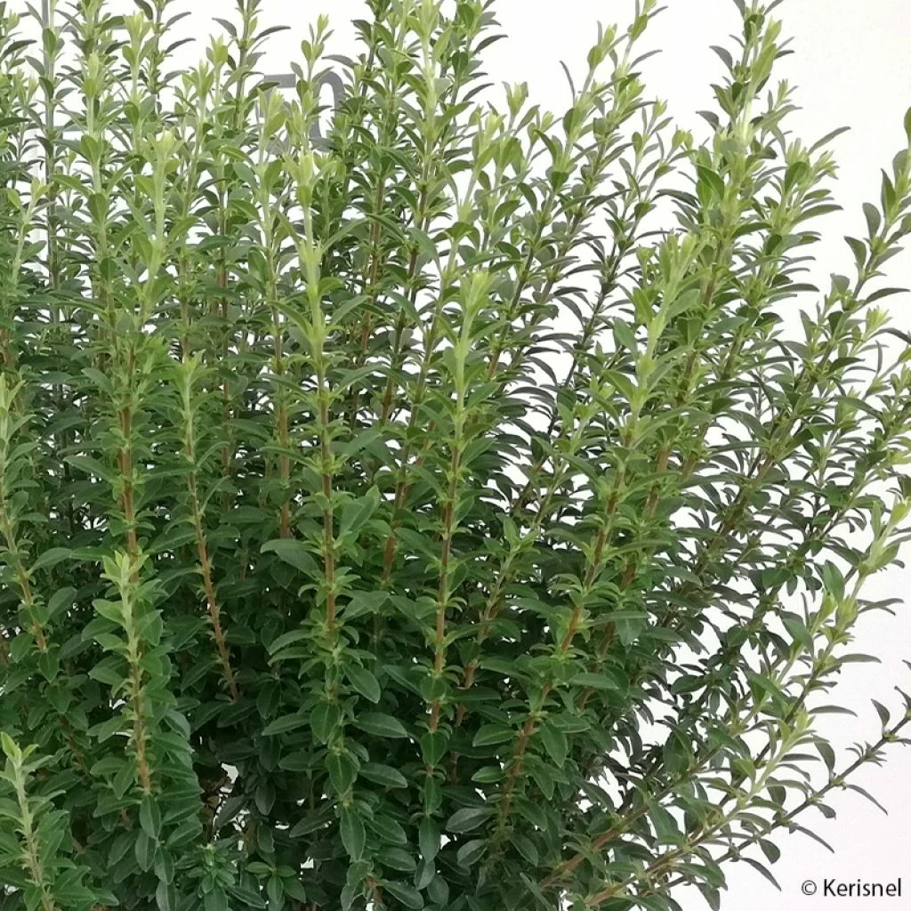 Troène De Chine - Ligustrum Sinense Eugene Clive 1 Troène De Chine - Ligustrum Sinense Eugene Clive