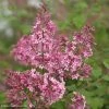 Lilas Bloomerang Pink Perfume - Syringa Nain Hybride Remontant -Jardin De Fleurs Magasin Lilas Bloomerang Pink Perfume 82573 1