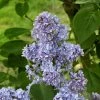 Lilas - Syringa Vulgaris Capitaine Baltet 2 Lilas - Syringa Vulgaris Capitaine Baltet -Jardin De Fleurs Magasin Lilas Capitaine Baltet Syringa vulgaris 82627 1