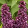 Lilas - Syringa Vulgaris Charles Joly