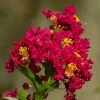 Lilas Des Indes - Lagerstroemia Indica Caroline Beauty -Jardin De Fleurs Magasin Lilas des Indes Lagerstroemia indica Caroline Beauty copyright 1006911 1