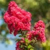 Lilas Des Indes - Lagerstroemia Indica Enduring Red