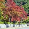 Liquidambar Formosana - Copalme De Chine -Jardin De Fleurs Magasin Liquidambar formosana 100715 1