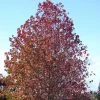 Liquidambar Styraciflua -Jardin De Fleurs Magasin Liquidambar styraciflua 84135 1