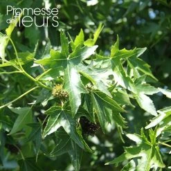 Liquidambar Styraciflua Lane Roberts - Copalme D'AmÃ©rique