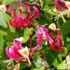 ChÃ¨vrefeuille Grimpant - Lonicera Periclymenum Fragrant CloudÂ® -Jardin De Fleurs Magasin Lonicera Fragrant Cloud 681453 1