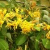 ChÃ¨vrefeuille - Lonicera MandarinÂ® -Jardin De Fleurs Magasin Lonicera Mandarin 681455 1