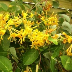 ChÃ¨vrefeuille - Lonicera MandarinÂ®