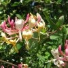 ChÃ¨vrefeuille, Lonicera Caprifolium -Jardin De Fleurs Magasin Lonicera caprifolium 771624 1