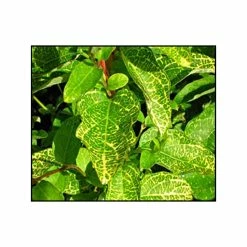 ChÃ¨vrefeuille - Lonicera Japonica Aureoreticulata