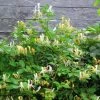 ChÃ¨vrefeuille Du Japon Sweet Isabel - Lonicera Japonica