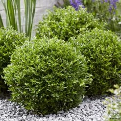 Lonicera Nitida Garden Clouds Green Breeze - ChÃ¨vrefeuille Arbustif