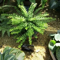 Lonicera Nitida Twiggy - ChÃ¨vrefeuille Ã  Feuilles De Buis