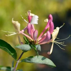 ChÃ¨vrefeuille - Lonicera Periclymenum Belgica