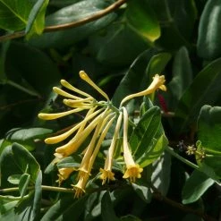 ChÃ¨vrefeuille - Lonicera Sempervirens John Clayton
