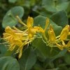 ChÃ¨vrefeuille De Tellman - Lonicera Tellmaniana -Jardin De Fleurs Magasin Lonicera tellmaniana 83651 1