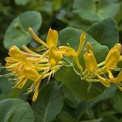 ChÃ¨vrefeuille De Tellman - Lonicera Tellmaniana