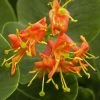 Chèvrefeuille - Lonicera X Heckrotii Firecracker® 3 Chèvrefeuille - Lonicera X Heckrotii Firecracker® -Jardin De Fleurs Magasin Lonicera x heckrotii Firecracker 85668 1