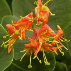 ChÃ¨vrefeuille - Lonicera X Heckrotii FirecrackerÂ®