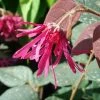 Loropetalum Chinense Fire Dance -Jardin De Fleurs Magasin Loropetalum 7574 1