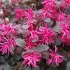 Loropetalum Chinense Plum Gorgeous -Jardin De Fleurs Magasin Loropetalum chinense Plum Gorgeous IF 17198 1