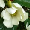 Magnolia Fairy Cream - Magnolia Hybride -Jardin De Fleurs Magasin Magnolia Fairy Cream 84159 1