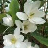 Magnolia Fairy White - Michelia Hybride -Jardin De Fleurs Magasin Magnolia Fairy White Michelia hybride blanc 79053 1