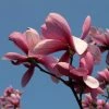 Magnolia Galaxy -Jardin De Fleurs Magasin Magnolia Galaxy 100268 1