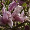 Magnolia George Henry Kern -Jardin De Fleurs Magasin Magnolia George Henry Kern 84150 1