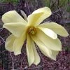Magnolia Gold Star -Jardin De Fleurs Magasin Magnolia Gold Star 781977 1