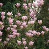 Magnolia Heaven Scent -Jardin De Fleurs Magasin Magnolia Heaven Scent 82800 1 1