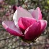 Magnolia March Till Frost 3 Magnolia March Till Frost -Jardin De Fleurs Magasin Magnolia March Till Frost copyright 1002691 1