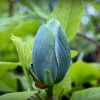 Magnolia Acuminata Blue Baby -Jardin De Fleurs Magasin Magnolia acuminata Blue Baby IF 17923 1