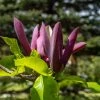 Magnolia Black Beauty -Jardin De Fleurs Magasin Magnolia brookl Black Beauty 84154 1