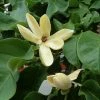 Magnolia Brooklynensis Yellow Bird -Jardin De Fleurs Magasin Magnolia brooklyniensisYellow Bird 84155 1