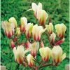 Magnolia Denudata Sunrise -Jardin De Fleurs Magasin Magnolia con Sunrise 16339 1
