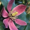 Magnolia Figo Stellar Ruby -Jardin De Fleurs Magasin Magnolia figo Stellar Ruby IF 19038 1