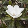 Magnolia Grandiflora Alta - -Jardin De Fleurs Magasin Magnolia grandiflora Alta 84161 1