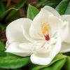 Magnolia Grandiflora Goliath - Laurier-tulipier