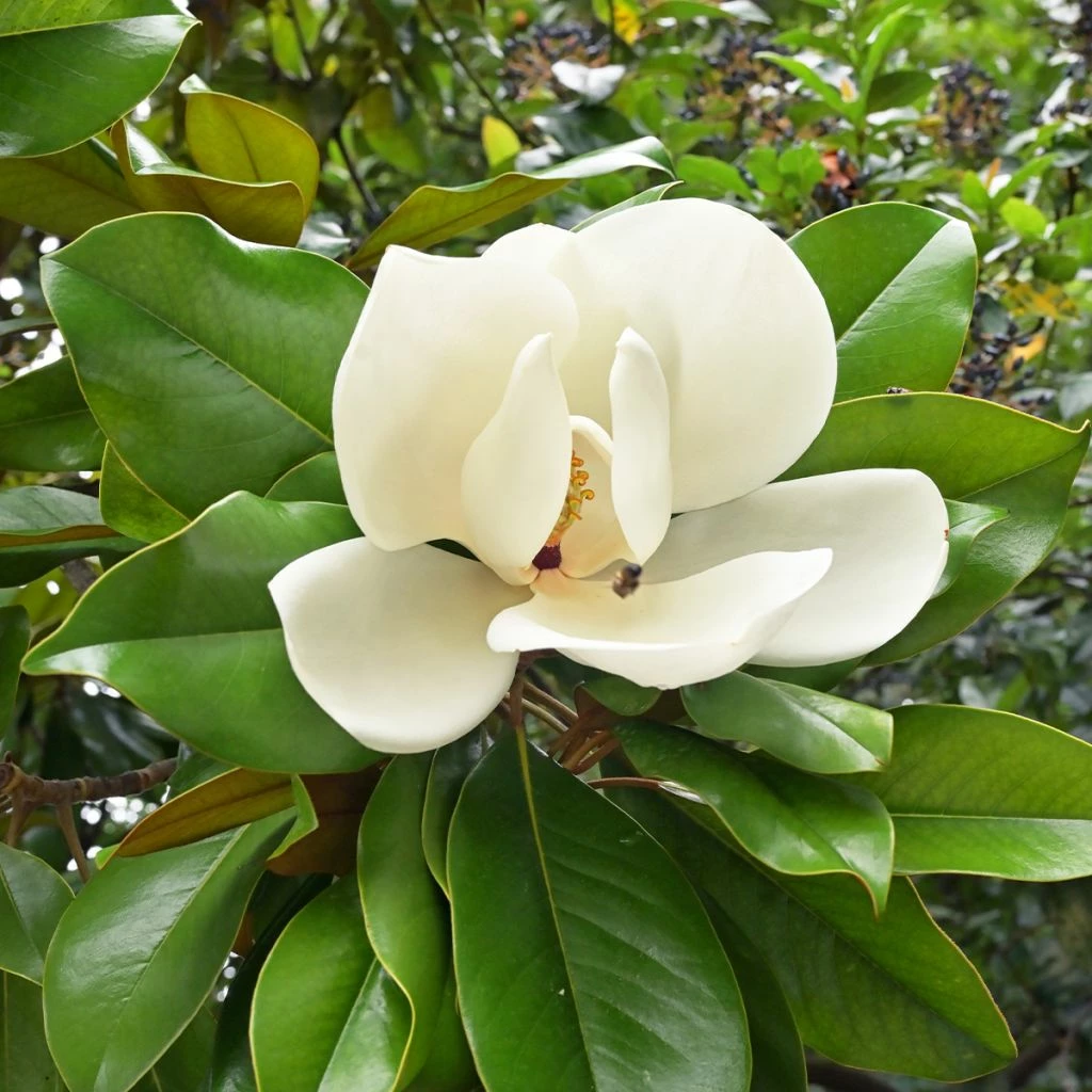 Magnolia Grandiflora Nana - Laurier-tulipier 1 Magnolia Grandiflora Nana - Laurier-tulipier