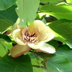 Magnolia Hypoleuca (obovata) - Magnolia Ã  Grandes Feuilles