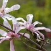 Magnolia Loebneri Merrill 2 Magnolia Loebneri Merrill -Jardin De Fleurs Magasin Magnolia loebneri Merrill 84167 1